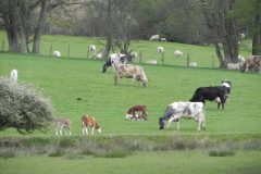 New life in Fairlight 2014