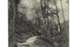Fairlight Glen
